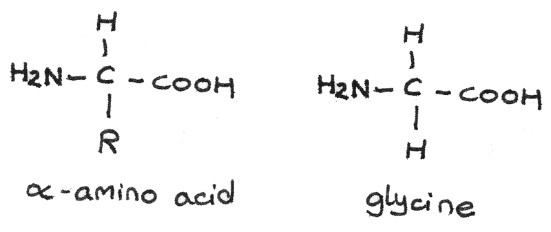 Alpha amino acid.